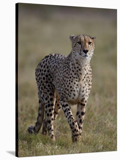Cheetah (Acinonyx jubatus), Addo Elephant National Park, South Africa, Africa-James Hager-Stretched Canvas