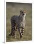 Cheetah (Acinonyx jubatus), Addo Elephant National Park, South Africa, Africa-James Hager-Framed Photographic Print