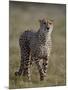 Cheetah (Acinonyx jubatus), Addo Elephant National Park, South Africa, Africa-James Hager-Mounted Photographic Print