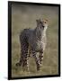 Cheetah (Acinonyx jubatus), Addo Elephant National Park, South Africa, Africa-James Hager-Framed Photographic Print