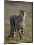 Cheetah (Acinonyx jubatus), Addo Elephant National Park, South Africa, Africa-James Hager-Mounted Photographic Print