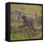 Cheetah (Acinonyx Jubatus) and Jackals in Forest, Ndutu, Ngorongoro Conservation Area, Tanzania-null-Framed Stretched Canvas