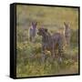 Cheetah (Acinonyx Jubatus) and Jackals in Forest, Ndutu, Ngorongoro Conservation Area, Tanzania-null-Framed Stretched Canvas