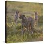 Cheetah (Acinonyx Jubatus) and Jackals in Forest, Ndutu, Ngorongoro Conservation Area, Tanzania-null-Stretched Canvas