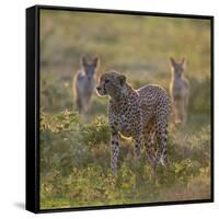 Cheetah (Acinonyx Jubatus) and Jackals in Forest, Ndutu, Ngorongoro Conservation Area, Tanzania-null-Framed Stretched Canvas