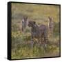 Cheetah (Acinonyx Jubatus) and Jackals in Forest, Ndutu, Ngorongoro Conservation Area, Tanzania-null-Framed Stretched Canvas