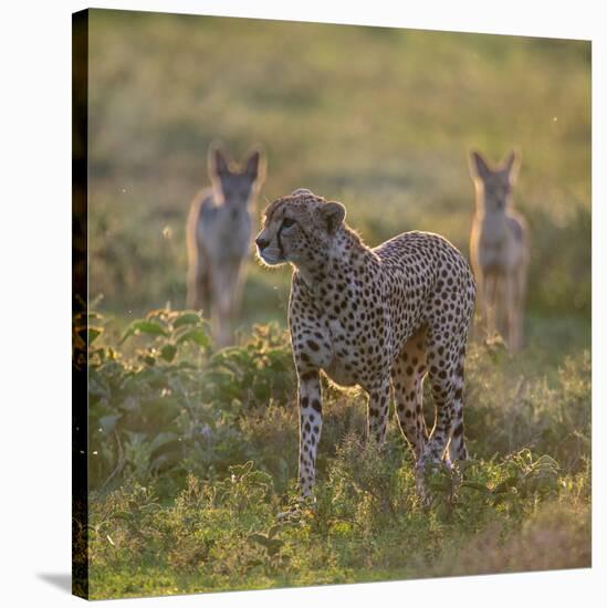Cheetah (Acinonyx Jubatus) and Jackals in Forest, Ndutu, Ngorongoro Conservation Area, Tanzania-null-Stretched Canvas