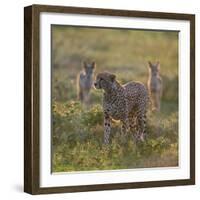 Cheetah (Acinonyx Jubatus) and Jackals in Forest, Ndutu, Ngorongoro Conservation Area, Tanzania-null-Framed Photographic Print