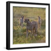 Cheetah (Acinonyx Jubatus) and Jackals in Forest, Ndutu, Ngorongoro Conservation Area, Tanzania-null-Framed Photographic Print
