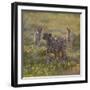 Cheetah (Acinonyx Jubatus) and Jackals in Forest, Ndutu, Ngorongoro Conservation Area, Tanzania-null-Framed Photographic Print