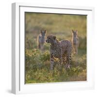 Cheetah (Acinonyx Jubatus) and Jackals in Forest, Ndutu, Ngorongoro Conservation Area, Tanzania-null-Framed Photographic Print