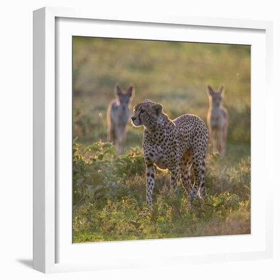 Cheetah (Acinonyx Jubatus) and Jackals in Forest, Ndutu, Ngorongoro Conservation Area, Tanzania-null-Framed Photographic Print