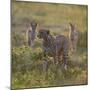 Cheetah (Acinonyx Jubatus) and Jackals in Forest, Ndutu, Ngorongoro Conservation Area, Tanzania-null-Mounted Photographic Print