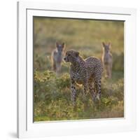 Cheetah (Acinonyx Jubatus) and Jackals in Forest, Ndutu, Ngorongoro Conservation Area, Tanzania-null-Framed Photographic Print