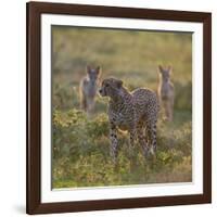 Cheetah (Acinonyx Jubatus) and Jackals in Forest, Ndutu, Ngorongoro Conservation Area, Tanzania-null-Framed Photographic Print