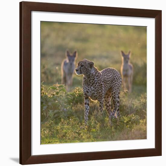 Cheetah (Acinonyx Jubatus) and Jackals in Forest, Ndutu, Ngorongoro Conservation Area, Tanzania-null-Framed Photographic Print