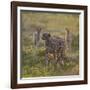 Cheetah (Acinonyx Jubatus) and Jackals in Forest, Ndutu, Ngorongoro Conservation Area, Tanzania-null-Framed Photographic Print