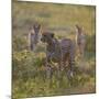 Cheetah (Acinonyx Jubatus) and Jackals in Forest, Ndutu, Ngorongoro Conservation Area, Tanzania-null-Mounted Photographic Print