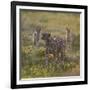 Cheetah (Acinonyx Jubatus) and Jackals in Forest, Ndutu, Ngorongoro Conservation Area, Tanzania-null-Framed Photographic Print