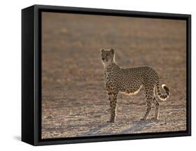 Cheetah (Acinonyx Jubatus) Backlit on the Dry Auob River-James Hager-Framed Stretched Canvas