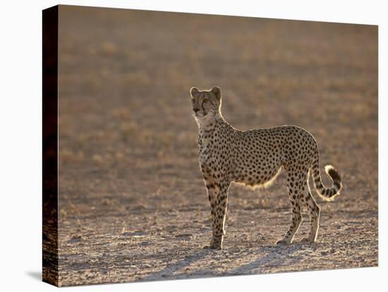 Cheetah (Acinonyx Jubatus) Backlit on the Dry Auob River-James Hager-Stretched Canvas