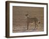 Cheetah (Acinonyx Jubatus) Backlit on the Dry Auob River-James Hager-Framed Photographic Print