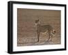 Cheetah (Acinonyx Jubatus) Backlit on the Dry Auob River-James Hager-Framed Photographic Print