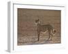 Cheetah (Acinonyx Jubatus) Backlit on the Dry Auob River-James Hager-Framed Photographic Print