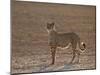 Cheetah (Acinonyx Jubatus) Backlit on the Dry Auob River-James Hager-Mounted Photographic Print