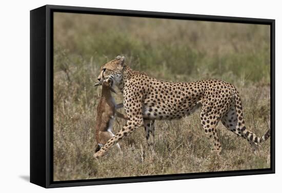 Cheetah (Acinonyx Jubatus) Carrying a Thomson's Gazelle (Gazella Thomsonii) Calf-James Hager-Framed Stretched Canvas