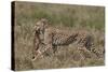 Cheetah (Acinonyx Jubatus) Carrying a Thomson's Gazelle (Gazella Thomsonii) Calf-James Hager-Stretched Canvas