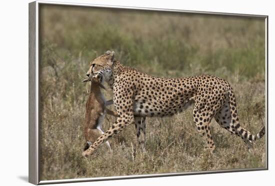 Cheetah (Acinonyx Jubatus) Carrying a Thomson's Gazelle (Gazella Thomsonii) Calf-James Hager-Framed Photographic Print