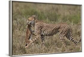 Cheetah (Acinonyx Jubatus) Carrying a Thomson's Gazelle (Gazella Thomsonii) Calf-James Hager-Framed Photographic Print