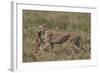 Cheetah (Acinonyx Jubatus) Carrying a Thomson's Gazelle (Gazella Thomsonii) Calf-James Hager-Framed Photographic Print