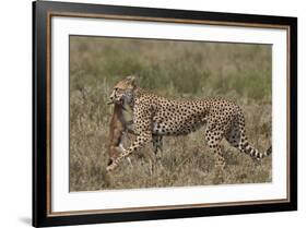 Cheetah (Acinonyx Jubatus) Carrying a Thomson's Gazelle (Gazella Thomsonii) Calf-James Hager-Framed Photographic Print