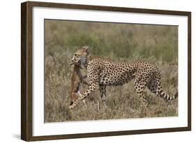 Cheetah (Acinonyx Jubatus) Carrying a Thomson's Gazelle (Gazella Thomsonii) Calf-James Hager-Framed Photographic Print