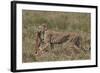 Cheetah (Acinonyx Jubatus) Carrying a Thomson's Gazelle (Gazella Thomsonii) Calf-James Hager-Framed Photographic Print