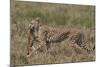 Cheetah (Acinonyx Jubatus) Carrying a Thomson's Gazelle (Gazella Thomsonii) Calf-James Hager-Mounted Photographic Print