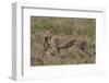 Cheetah (Acinonyx Jubatus) Carrying a Thomson's Gazelle (Gazella Thomsonii) Calf-James Hager-Framed Photographic Print