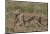 Cheetah (Acinonyx Jubatus) Carrying a Thomson's Gazelle (Gazella Thomsonii) Calf-James Hager-Mounted Photographic Print