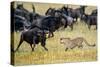 Cheetah (Acinonyx Jubatus) Chasing Wildebeests, Tanzania-null-Stretched Canvas