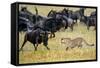 Cheetah (Acinonyx Jubatus) Chasing Wildebeests, Tanzania-null-Framed Stretched Canvas