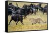Cheetah (Acinonyx Jubatus) Chasing Wildebeests, Tanzania-null-Framed Stretched Canvas