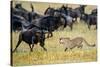 Cheetah (Acinonyx Jubatus) Chasing Wildebeests, Tanzania-null-Stretched Canvas