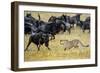 Cheetah (Acinonyx Jubatus) Chasing Wildebeests, Tanzania-null-Framed Premium Photographic Print