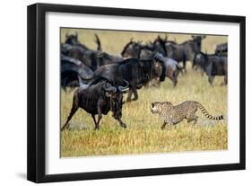 Cheetah (Acinonyx Jubatus) Chasing Wildebeests, Tanzania-null-Framed Premium Photographic Print