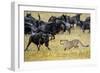 Cheetah (Acinonyx Jubatus) Chasing Wildebeests, Tanzania-null-Framed Premium Photographic Print