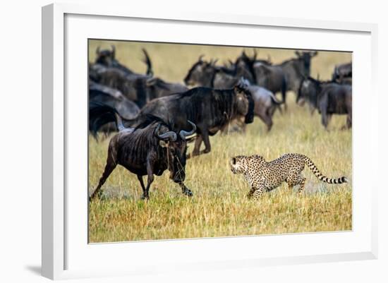 Cheetah (Acinonyx Jubatus) Chasing Wildebeests, Tanzania-null-Framed Photographic Print