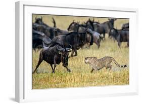 Cheetah (Acinonyx Jubatus) Chasing Wildebeests, Tanzania-null-Framed Photographic Print