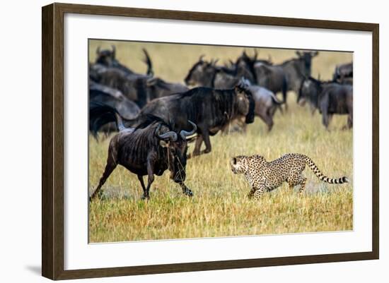 Cheetah (Acinonyx Jubatus) Chasing Wildebeests, Tanzania-null-Framed Photographic Print